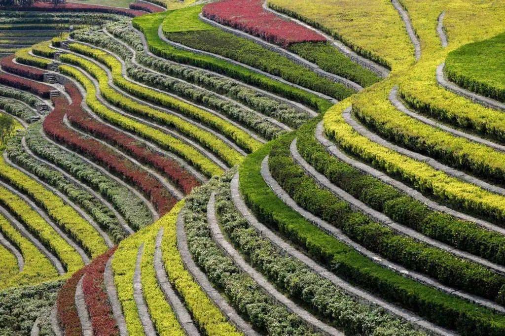 花都梯田景区图片