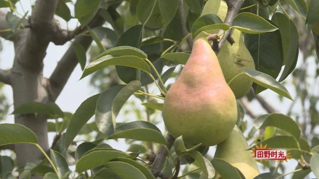 田野时光发展三季梨共奔致富路