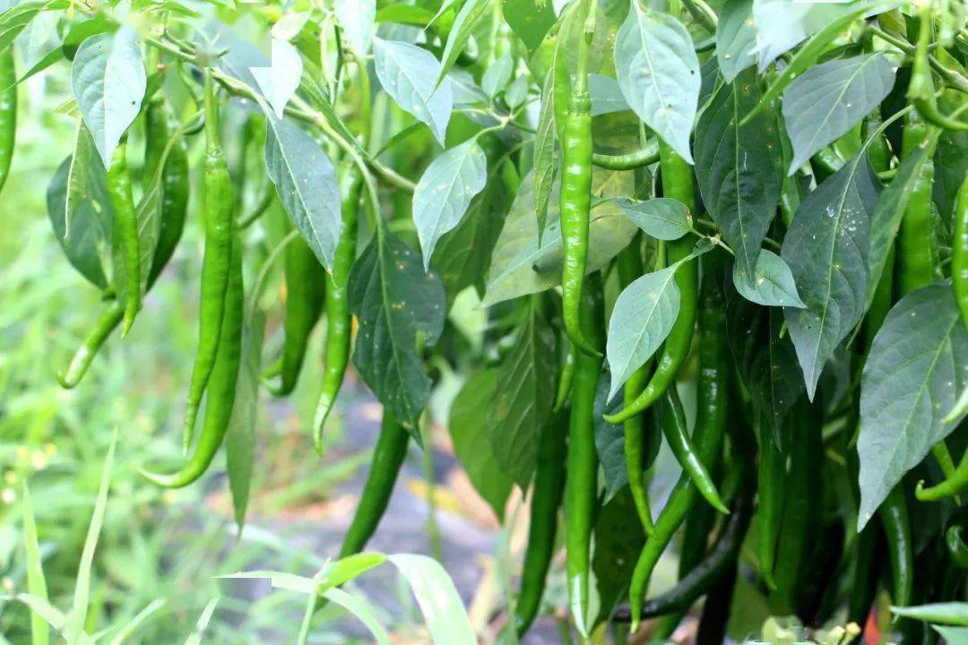 成片的辣椒种植基地里,一排排辣椒秧上一个个翠绿欲滴的辣椒挂满枝头