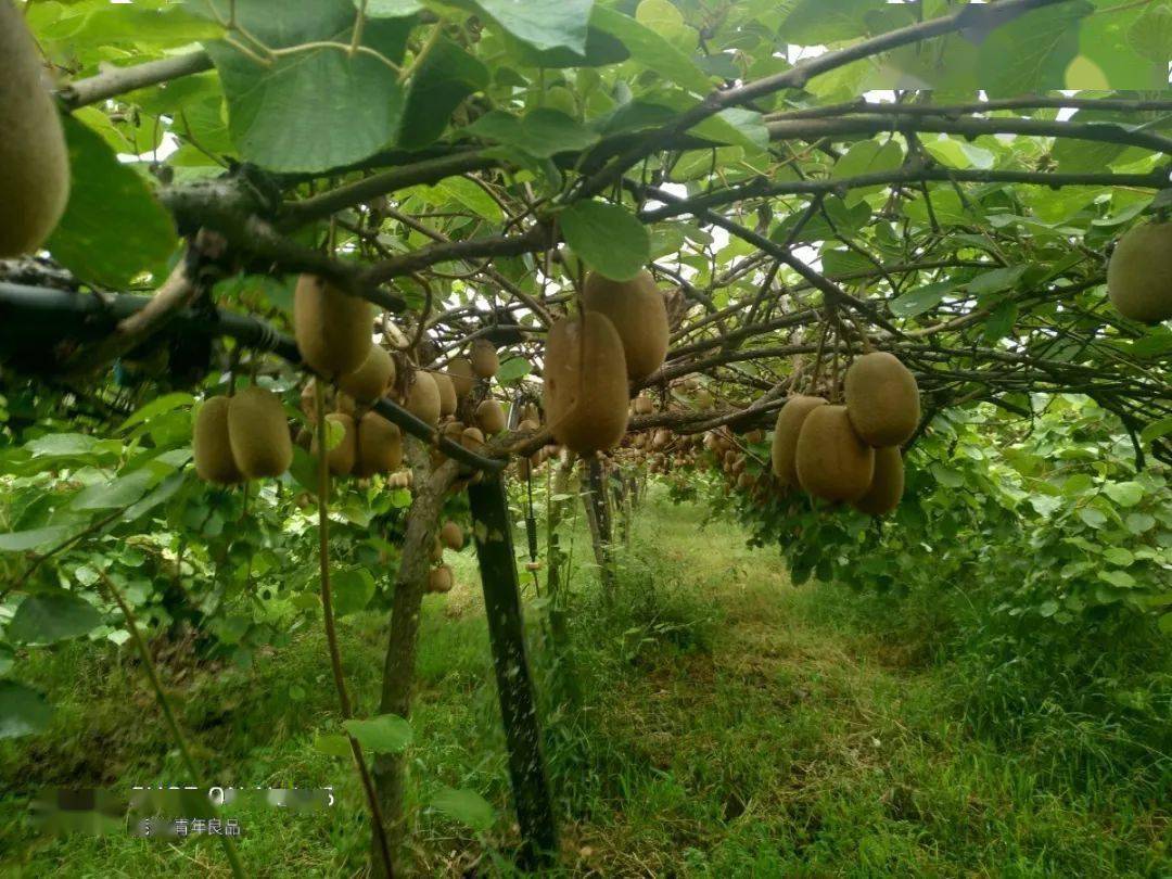 彭山红心猕猴桃15号开园喜欢的欢迎来采摘