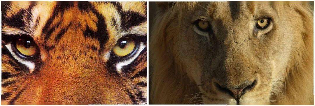 山羊的瞳孔为什么总是基本和地面平行的?_动物