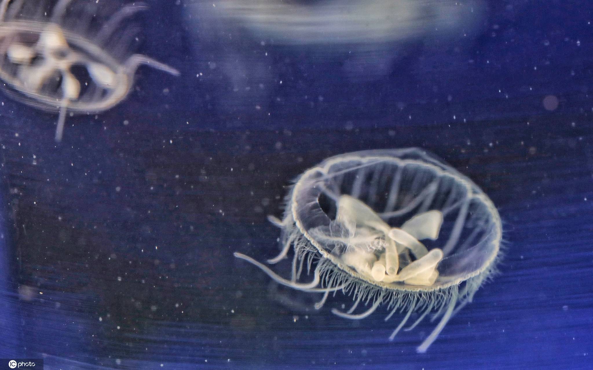 江西莲花山塘发现大量索氏桃花水母