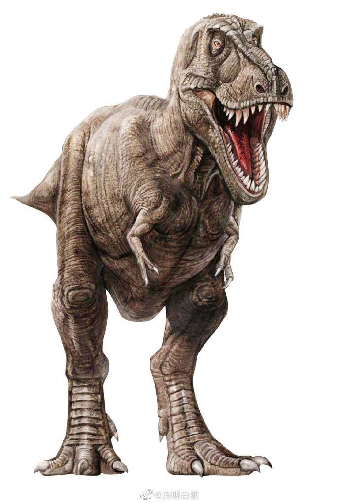 山东诸城发现甲龙类恐龙新属种,看看诸城中国甲龙复原图!