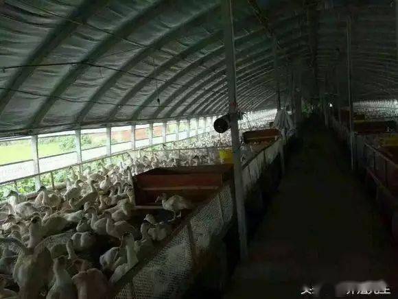建鹅棚……经济实用