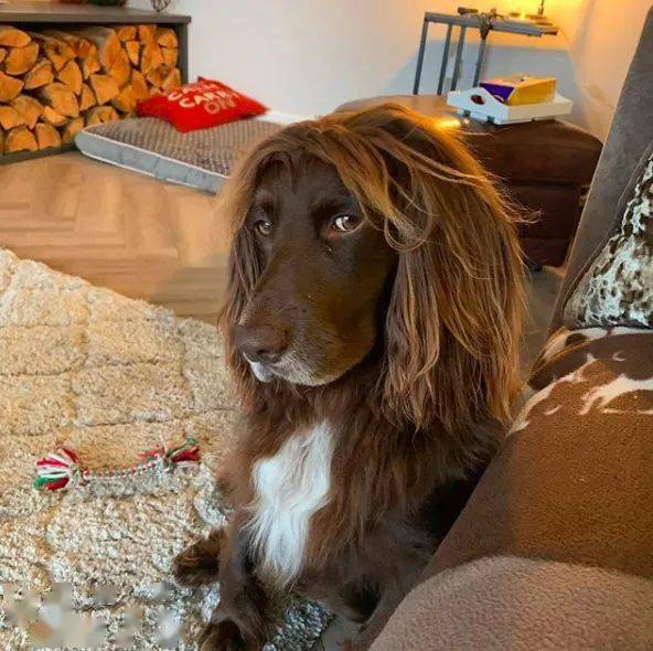 啊这忧郁的眼神和狂拽的发型