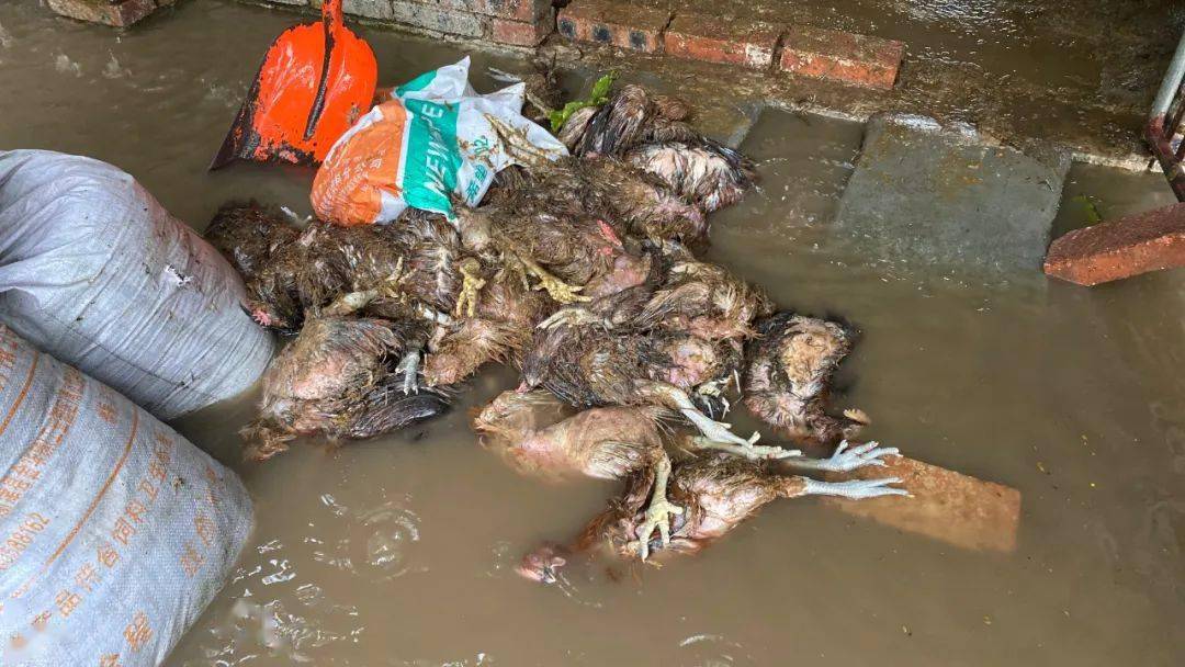 痛心!暴雨致近万只鸡淹死,什邡一养殖户损失惨重