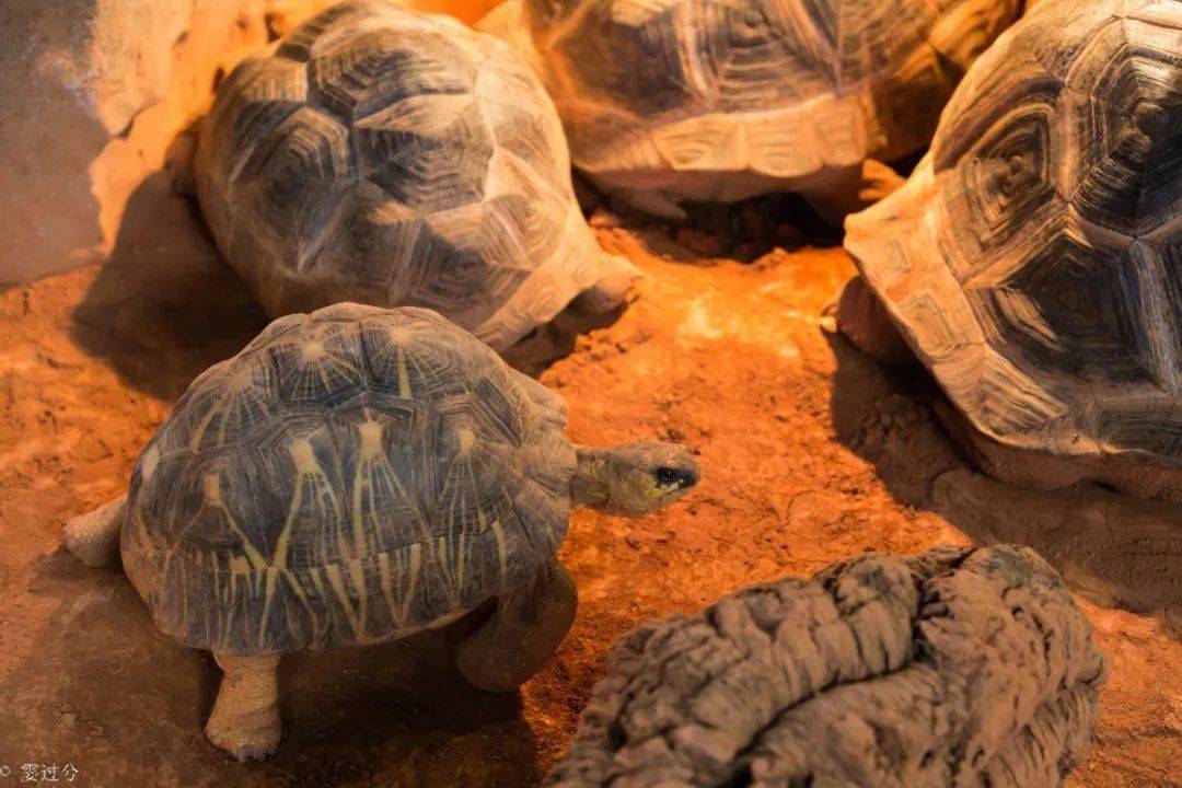 活动招募丨快来动物园给苏卡达陆龟洗澡澡啦