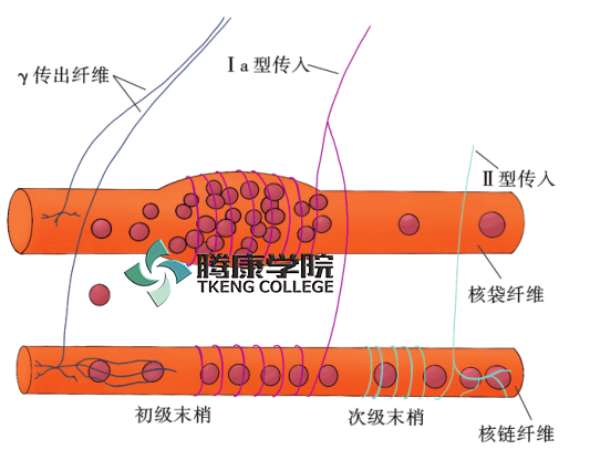 肌梭结构图图片
