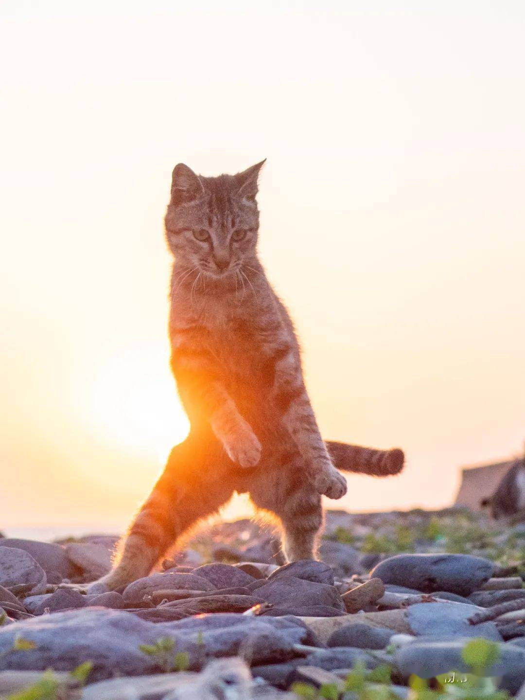 一只猫飞起来的表情包图片