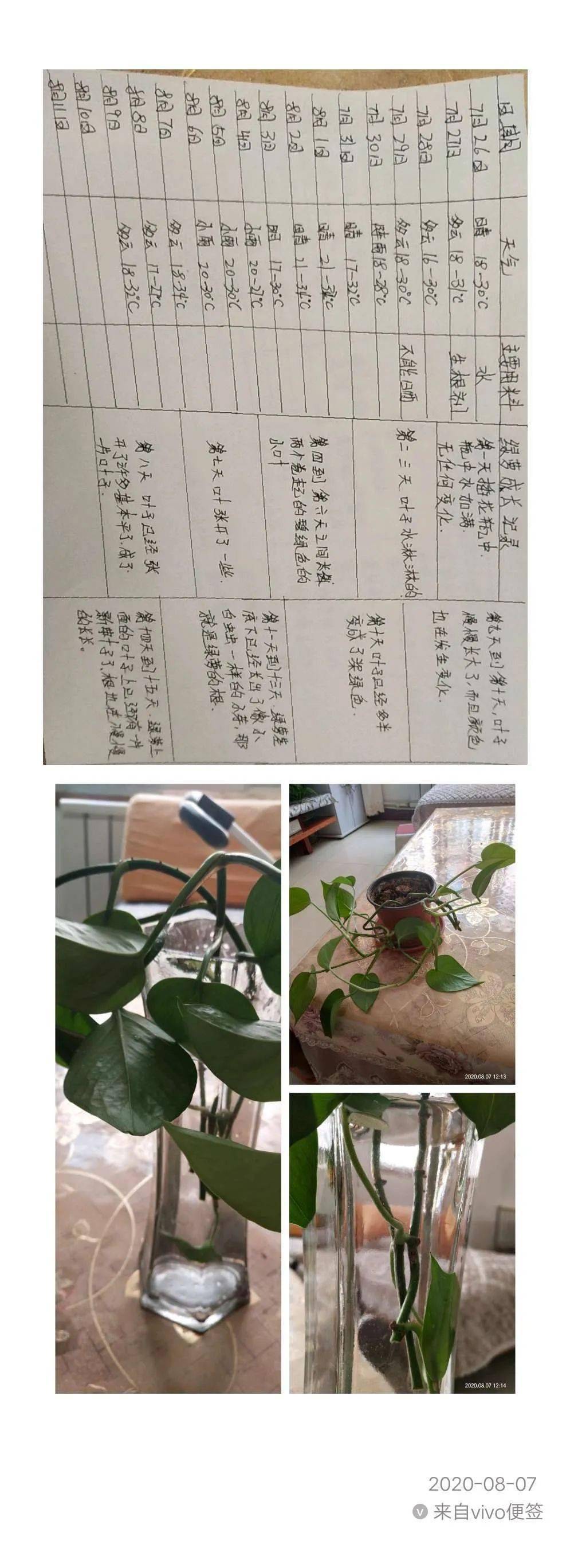 绿植养护记录表格(绿植养护记录表格图片)