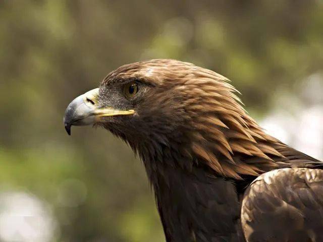 别看金雕平时仪表堂堂气质出众人家求偶时还会玩杂技耍把戏呢