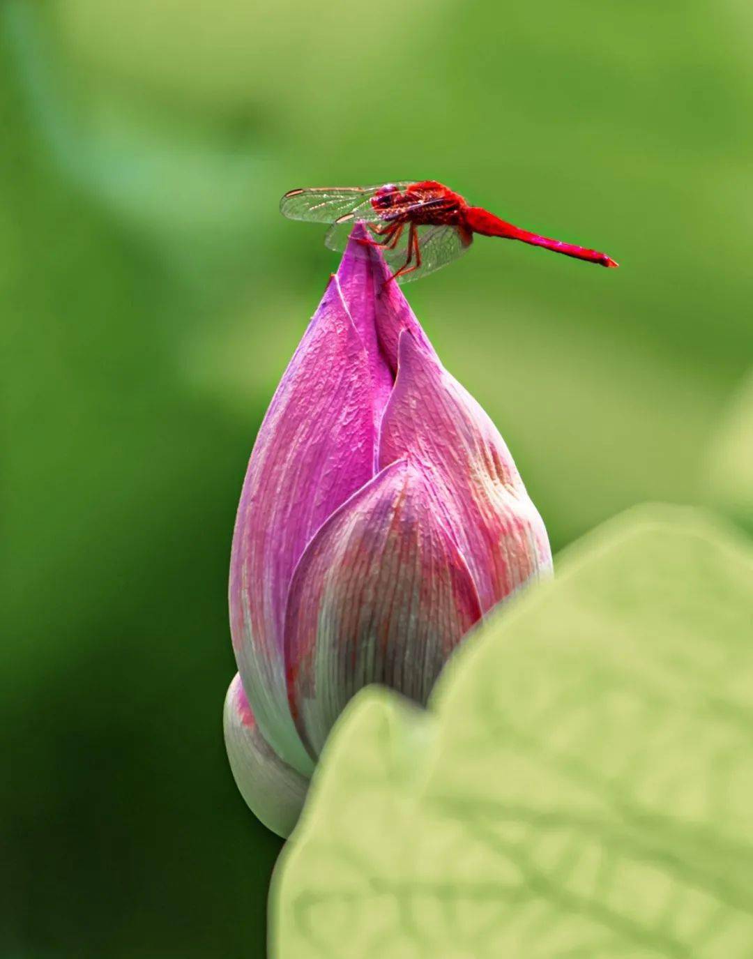 漠南《童趣》 韩平《为荷而来》组图 无风《夕阳时分》 赵贵春《夏荷