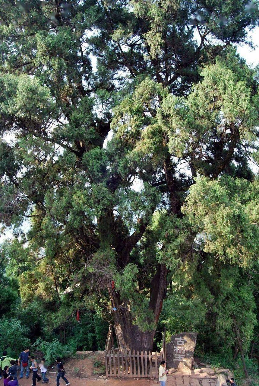 方志四川61历史文化梓潼沉浸于千年历史长河中的古柏