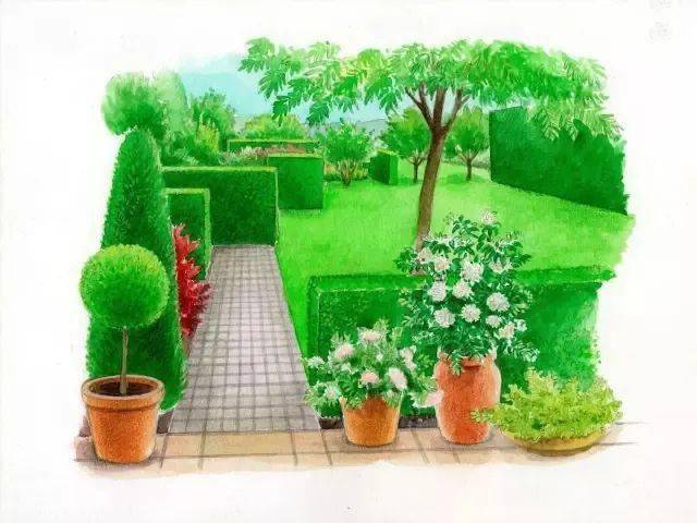 101款手绘花园院子植物小景