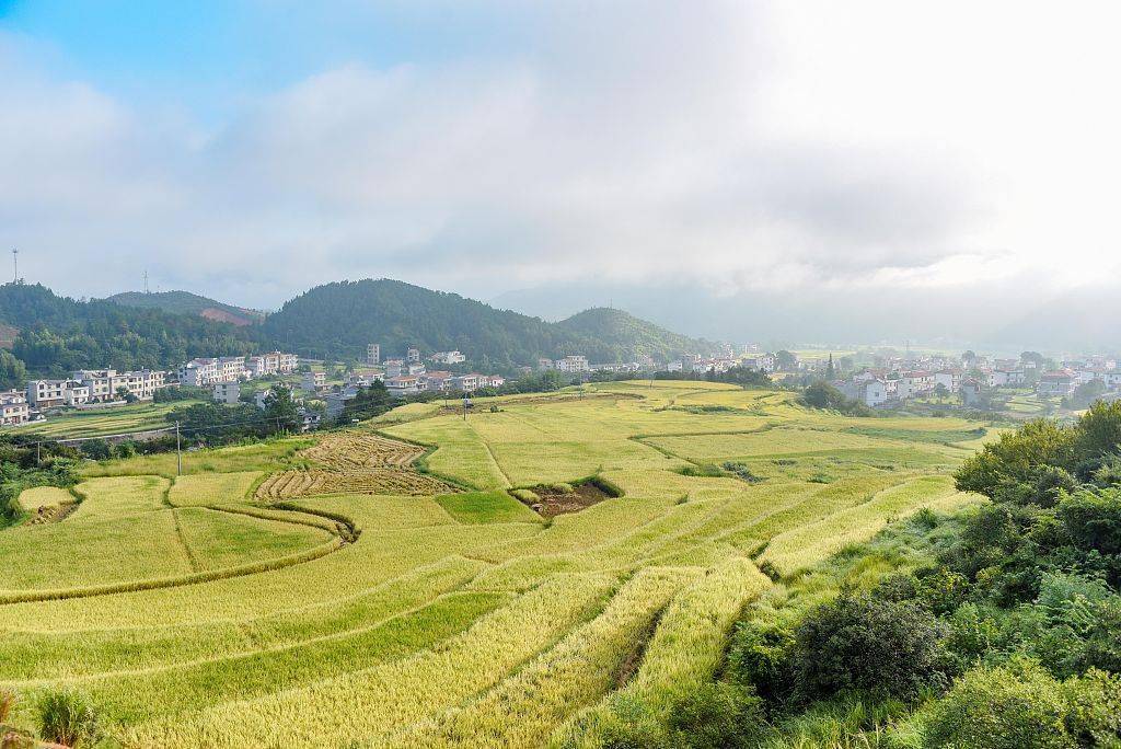 2020年8月17日,江西省吉安市遂川县草林镇唐虞村的早晨,田园里,成熟的