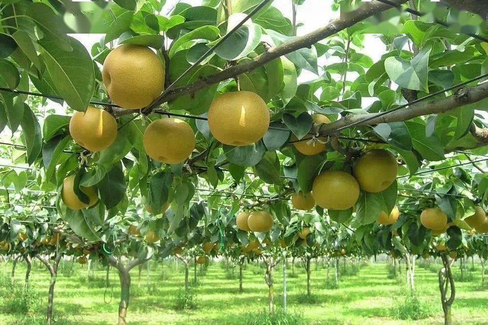 【发展前沿】大公镇:发展"梨产业" 拓宽致富路_种植