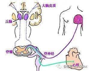 一图看懂牵涉痛