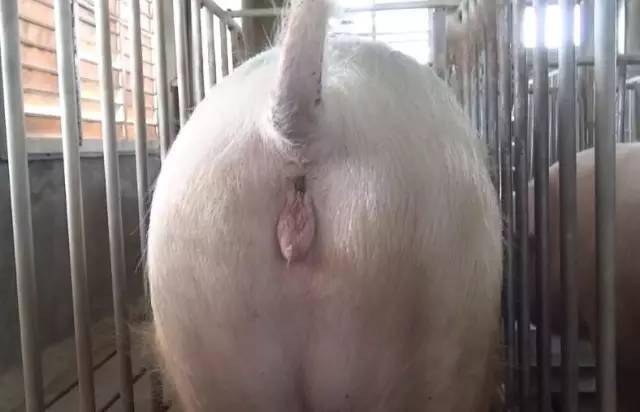 【养猪技术】深宫输精"8字"决,好记!_母猪