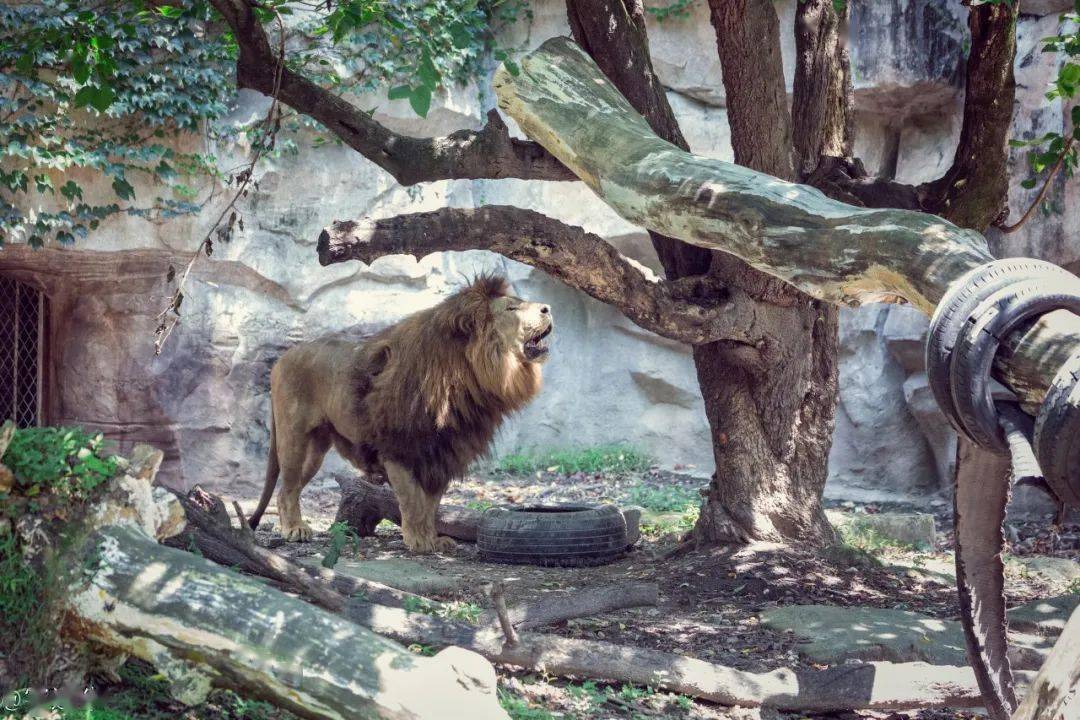 上海动物园狮虎山霸主归来狮王辛巴雄风依旧