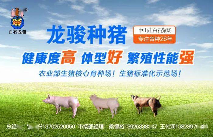 77038平方米养猪场挡道重点工程依法拆除官方系无证违建