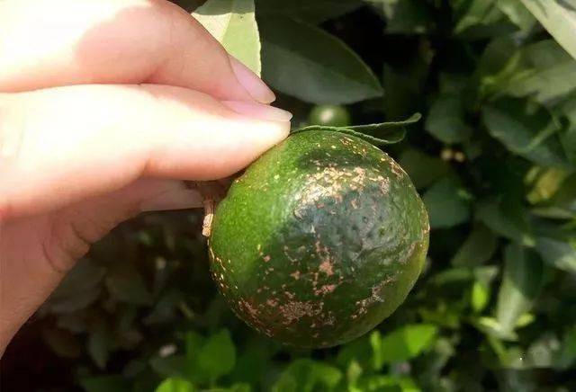 秋梢期8种病虫害来袭防病虫用对药剂是关键