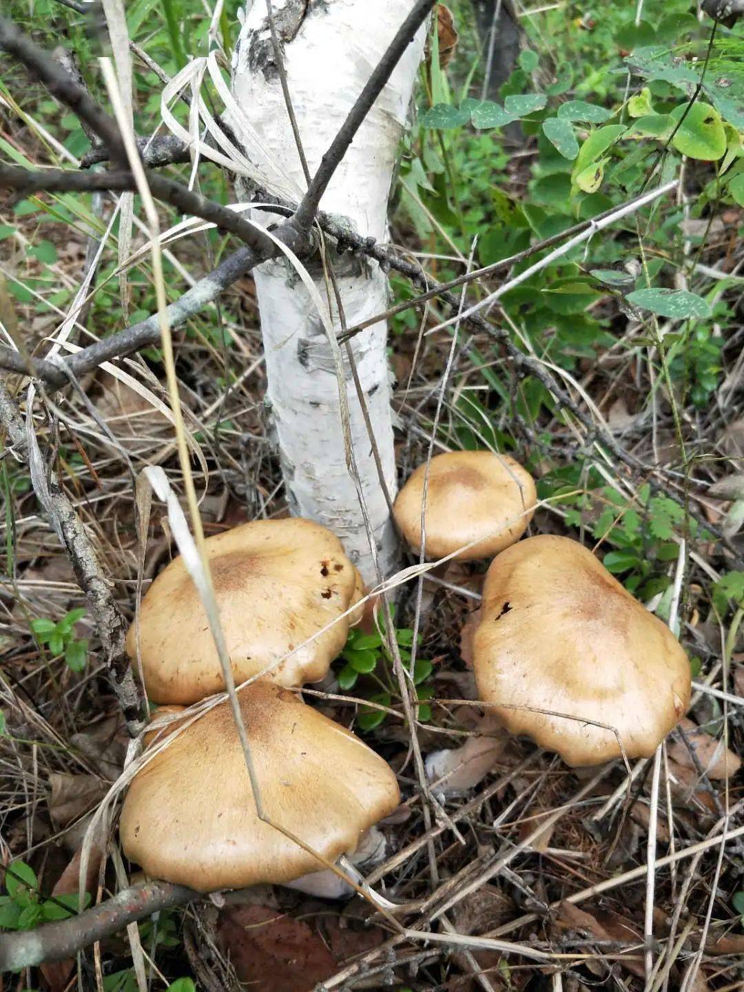大兴安岭帝王蘑菇图片