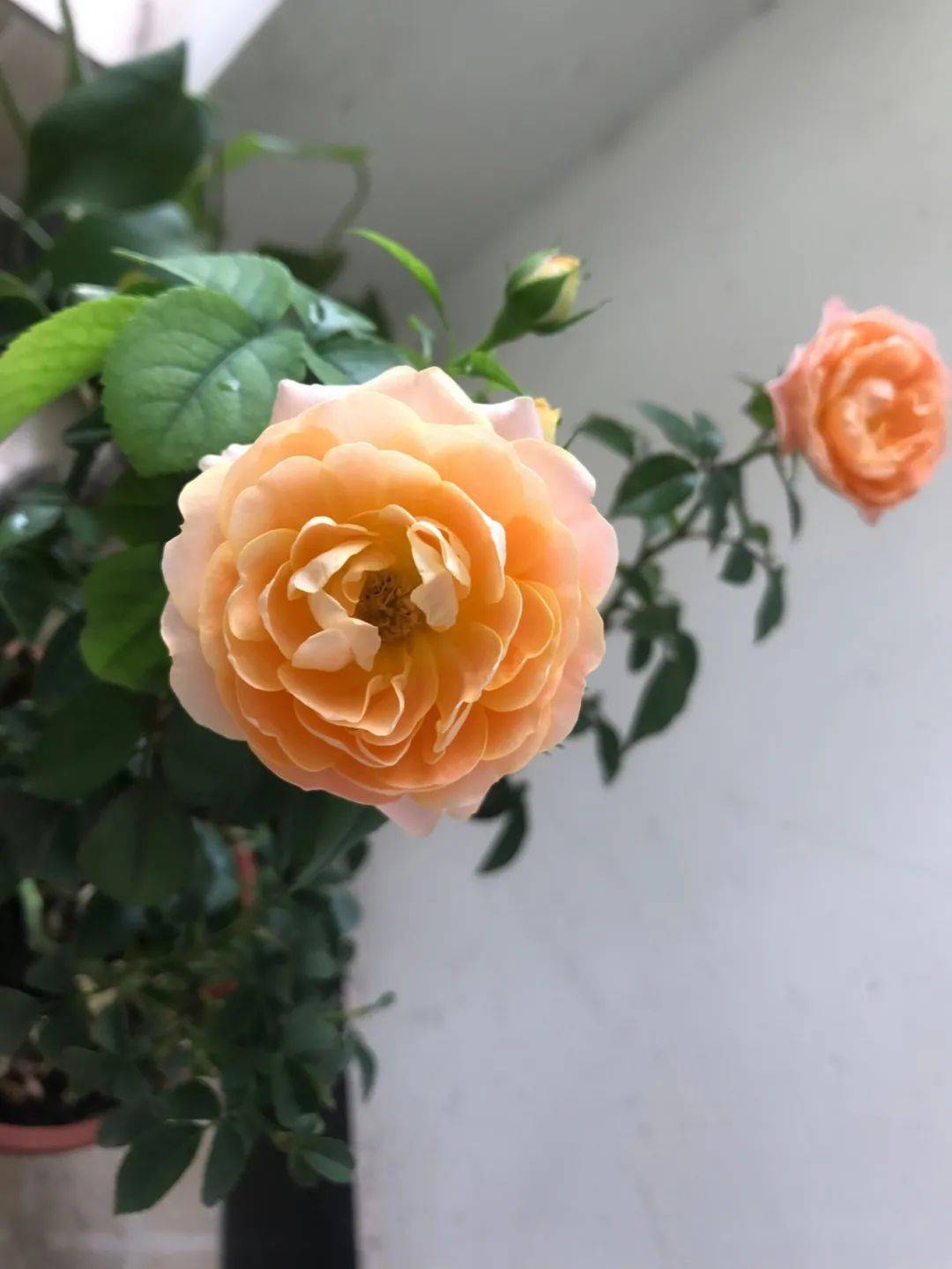 6种微型月季,阳台党不要错过哦!