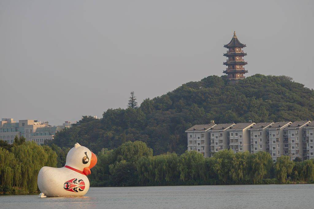 浙江绍兴大滩湖里来了一只大白鹅