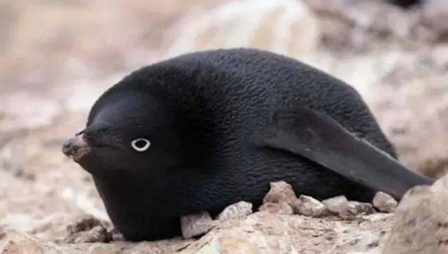 黑薮猫,这个样子的会是你们的选择吗?看起来非常凶的样子