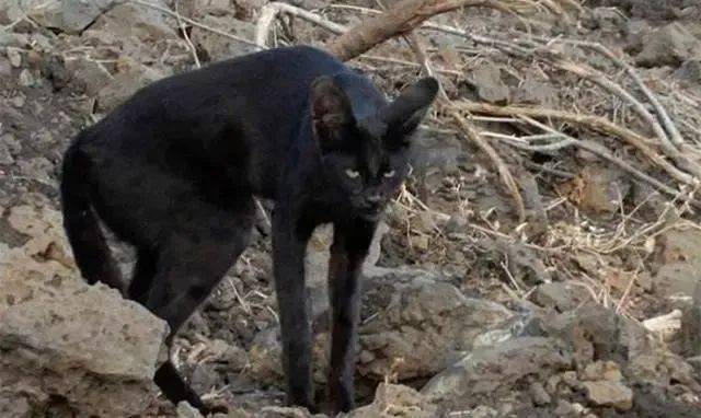 黑薮猫,这个样子的会是你们的选择吗?