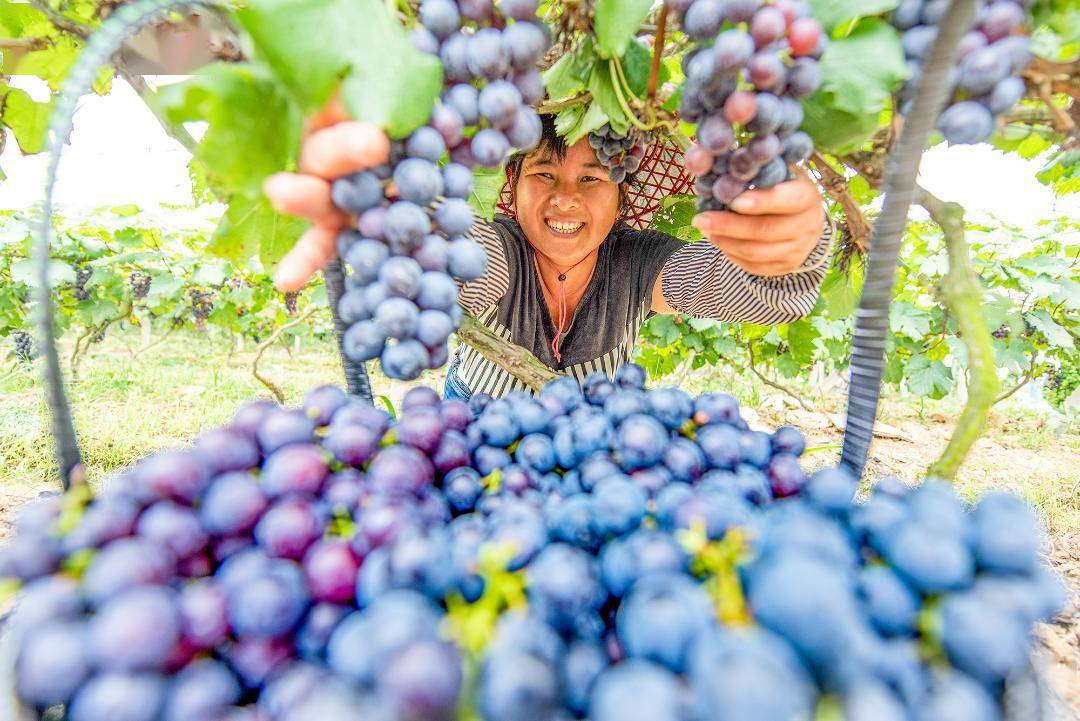 果园丰收 游客采摘乐开怀丨大美中国·小康印记