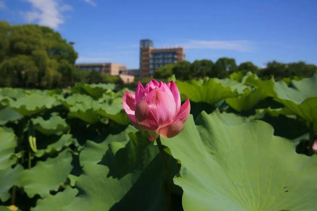 上海电机学院怎么样知乎_上海电机学院介绍视频_上海电机学院怎么样