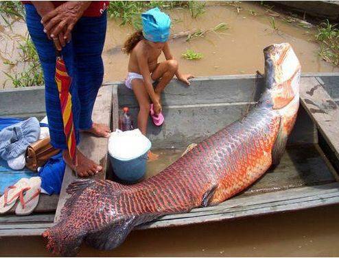 亞馬遜河10大殺手第二名竟以食人魚為食