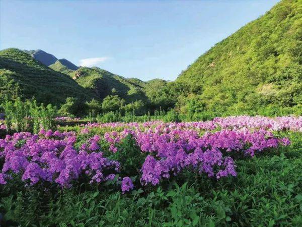 门头沟这里藏着一片绝美花海
