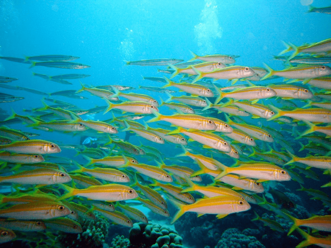 特殊的动物群量词,只搭配特定的一种或几种动物:a school (or shoal)