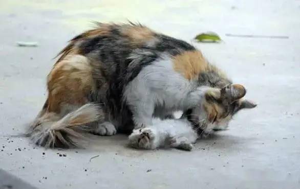 流浪猫生下两只宝宝却被熊孩子活活摔死路人发现时为时已晚