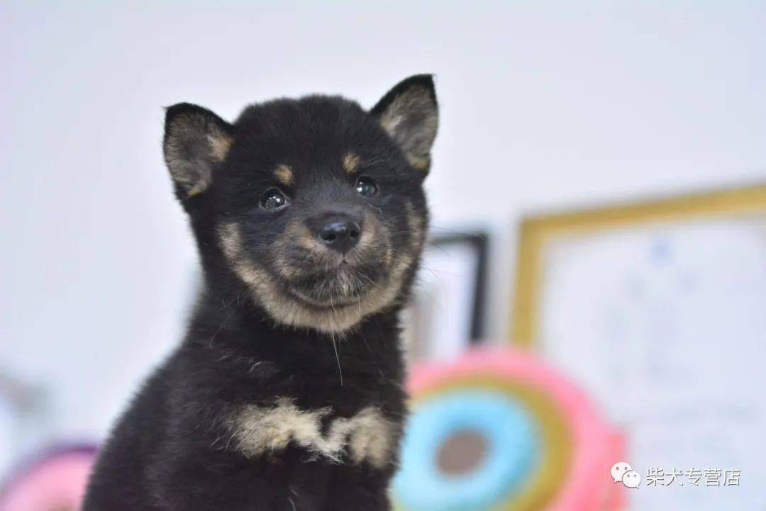 上新一只黑柴哦有喜欢黑柴的家长看过来啦