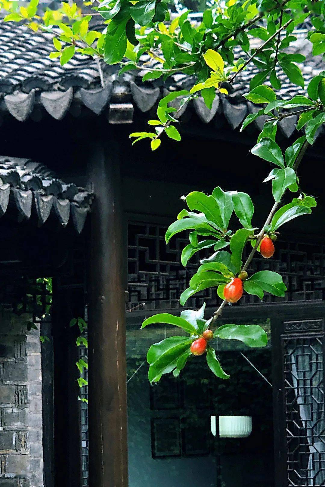 方宅十余亩,草屋八九间.榆柳荫后檐,桃李罗堂前.