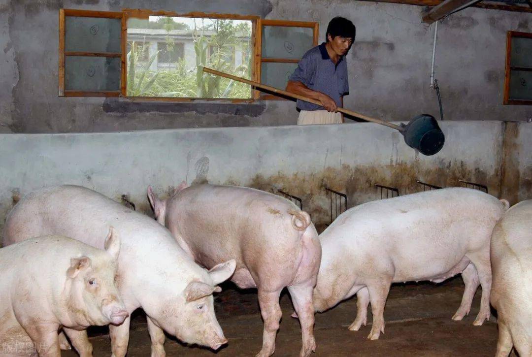 放开农民养猪是降低肉价最快的措施为啥现在农村仍禁养