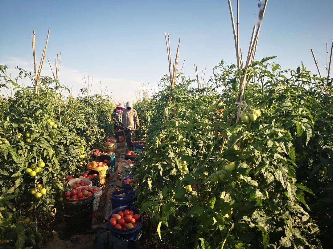 走进隆兴昌镇同联村西红柿种植基地,工人们正忙着采摘,运送西红柿
