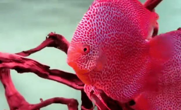 每日一鱼 | 七彩神仙鱼"蜘蛛侠":体表布满红斑