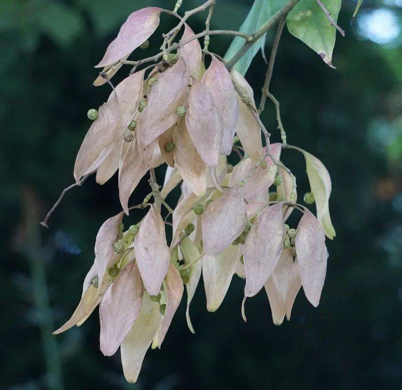 一叶知秋的梧桐_刺桐