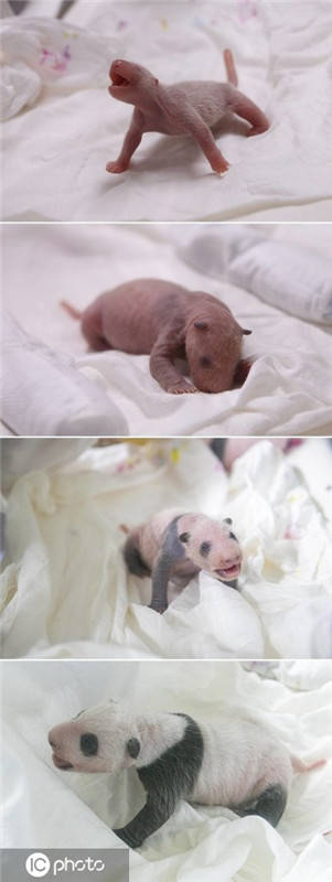 韩国爱宝乐园公开新生大熊猫宝宝成长照