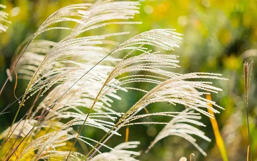 掇菁擷華離離暑雲散嫋嫋涼風起