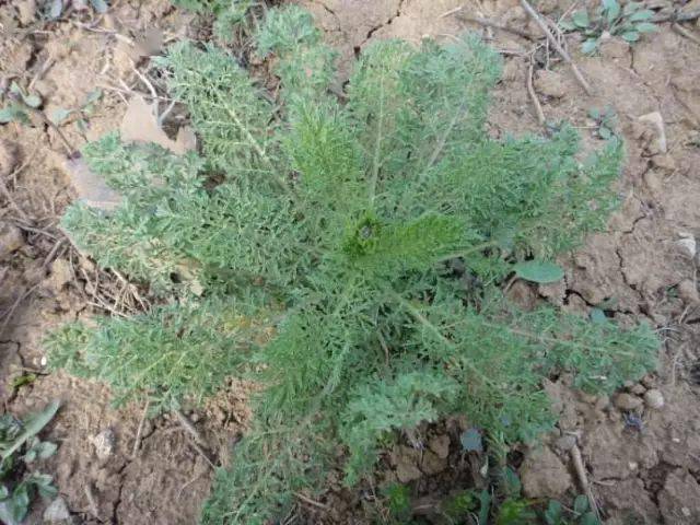 ▼播娘蒿播娘蒿,荠菜,猪殃殃,泽漆,婆婆纳,麦家公,麦瓶草,藜,小蓟