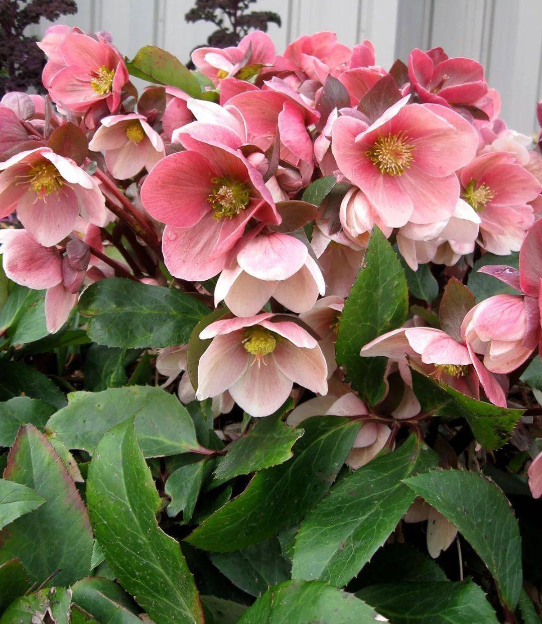 庭院里的阴处怎么办这里给你支招附10种常用耐阴植物