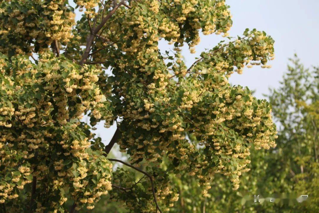 椴树(椴树蜜和普通蜂蜜的区别)