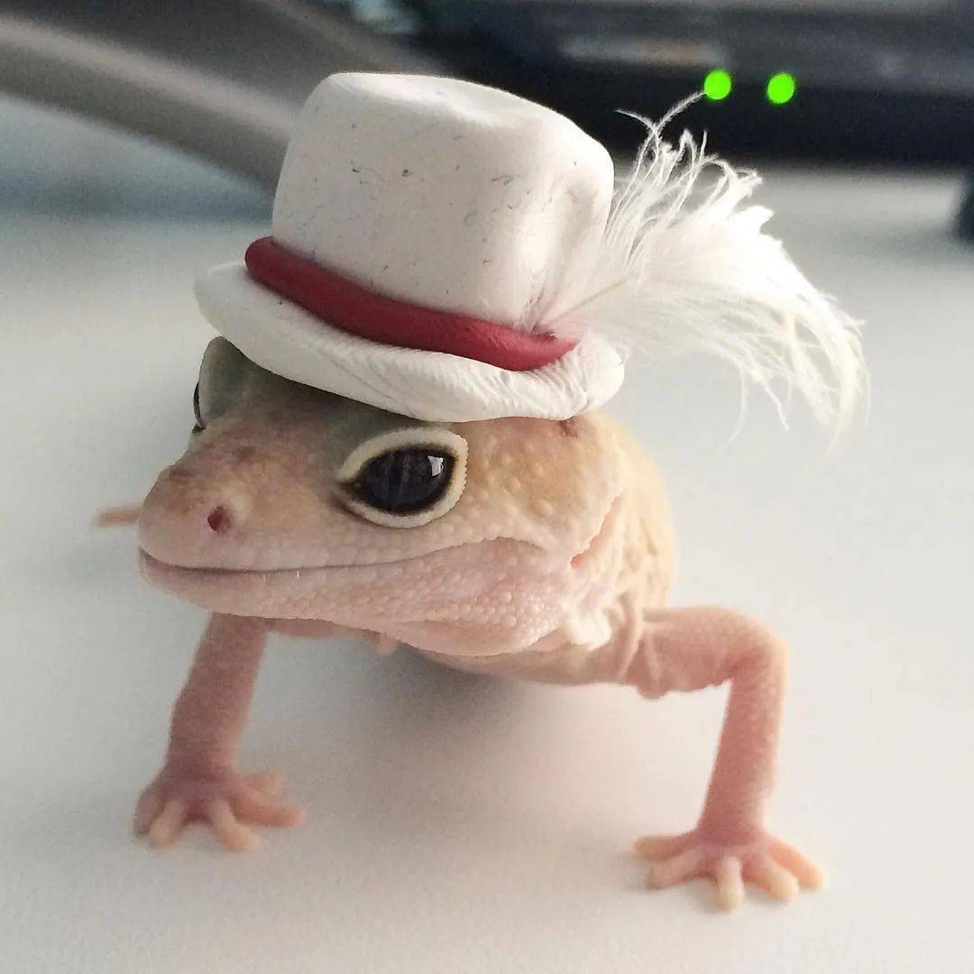 当豹纹守宫遇见艺术系"铲屎官",秒变造型百变的小可爱!