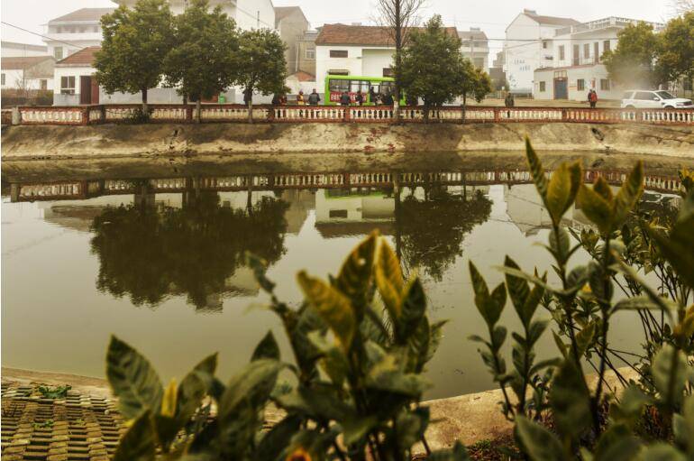 应城天鹅镇请你看天鹅蓝