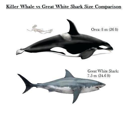 外表乖巧的虎鲸凭什么能秒杀大白鲨很多人对虎鲸并不了解
